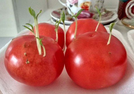 Прорастать семена помидор семен сизов